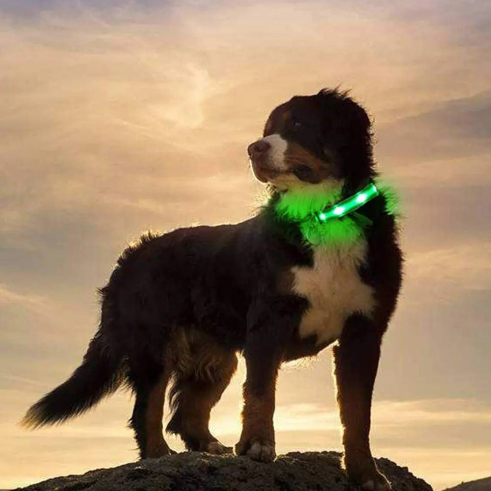 USB Rechargeable LED Pet Dog Collar Flashing Luminous Safety Light up Nylon UK - Streetsharks